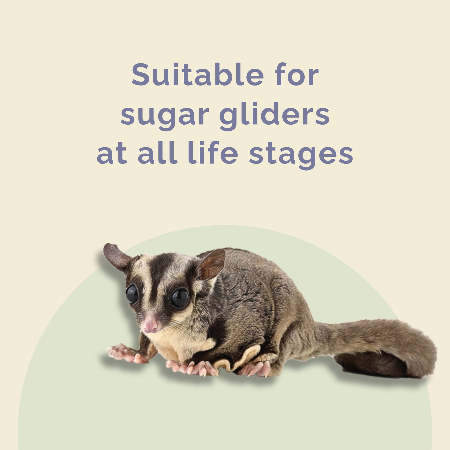 PREMIUM SUGAR GLIDER SUPERFOOD 300G